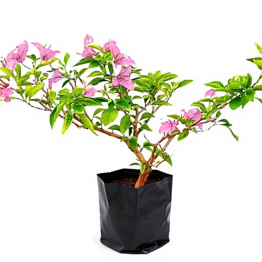 Bougainvillea Pink - 10" Grow bag