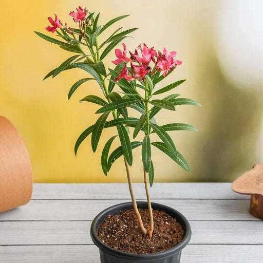 Oleander Red - 8" Pot