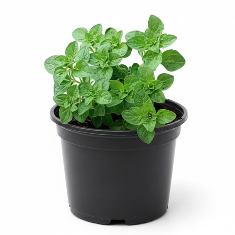 Oregano - 5" Pot