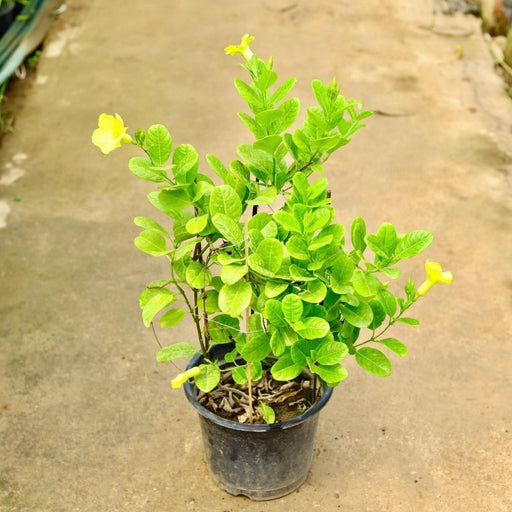 Bush Allamanda - 10" Pot