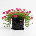 Portulaca 9 O' Clock Pink - 6" Grow bag