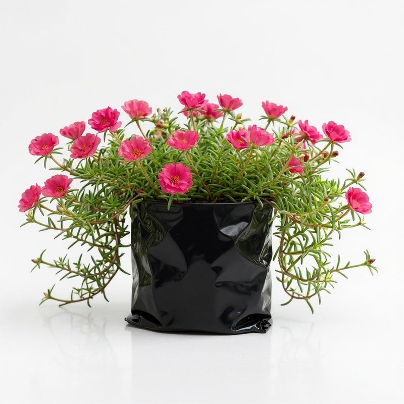 Portulaca 9 O' Clock Pink - 6" Grow bag