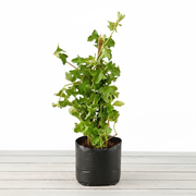 Wedelia - 6" Grow bag