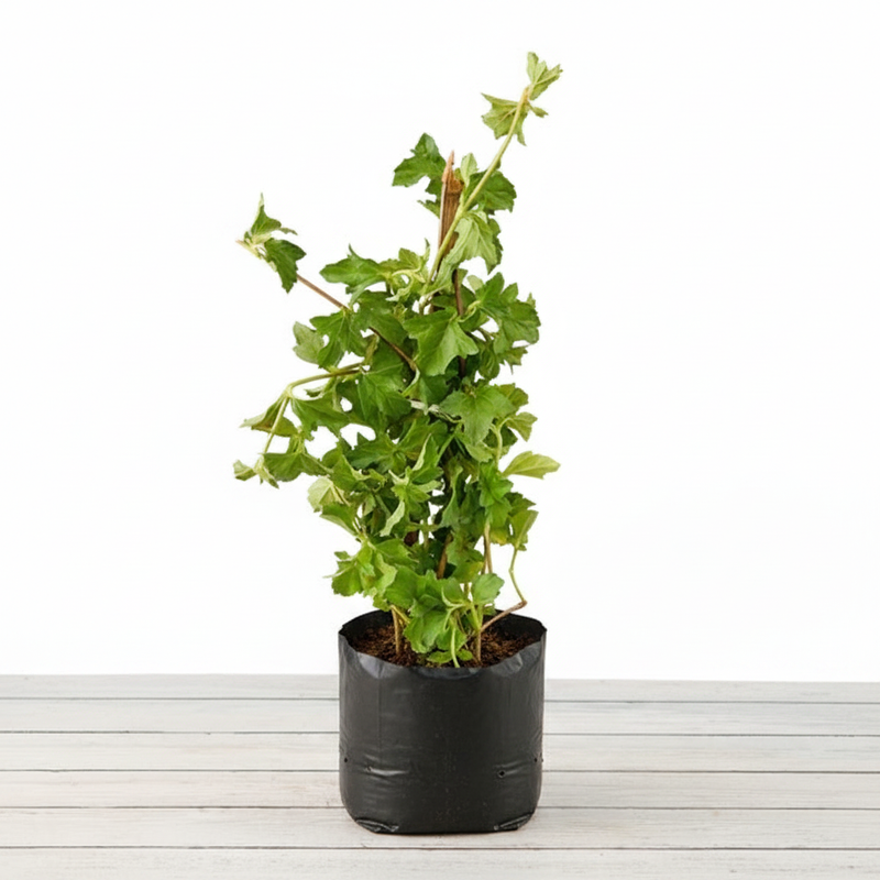 Wedelia - 6" Grow bag