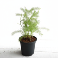 Shatavari - 5" Pot