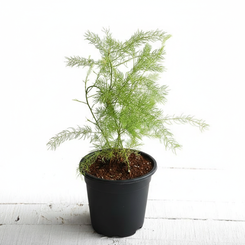 Shatavari - 5" Pot