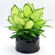 Dieffenbachia Tropic Marianne