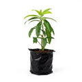 Rudraksha Tree - 10" Grow bag