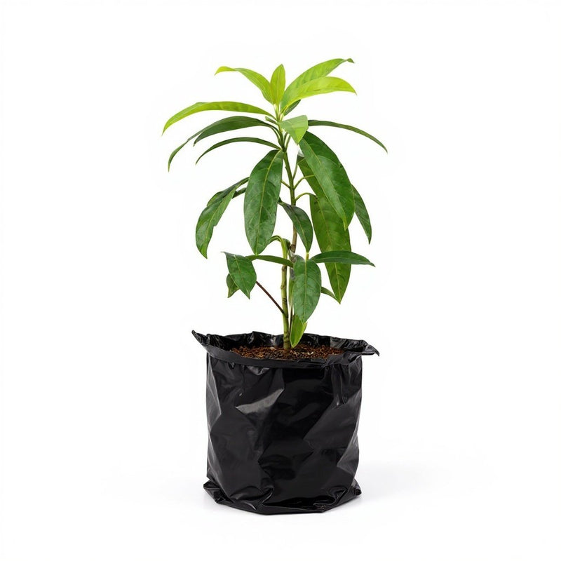 Rudraksha Tree - 10" Grow bag