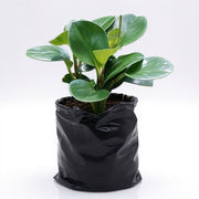 Peperomia Magnoliifolia - Succulent