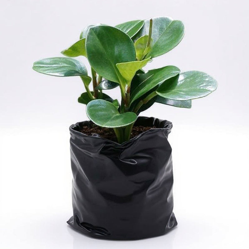 Peperomia Magnoliifolia - Succulent