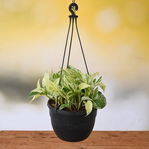 Money Plant Marble Queen - 7" Hanging basket