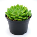 Sedeveria Green Rose - 3" Pot