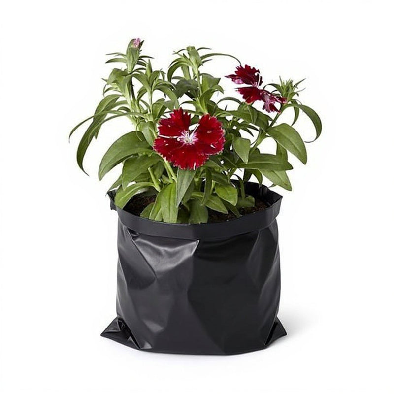 Dianthus White