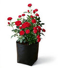 Miniature Rose Red - 10" Grow bag