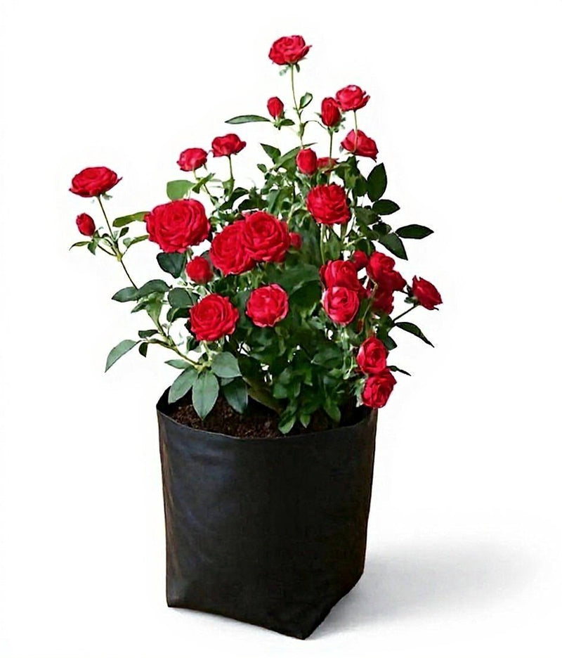 Miniature Rose Red - 10" Grow bag
