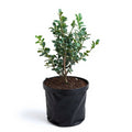 Buxus Microphylla Japonica - 6" Grow bag