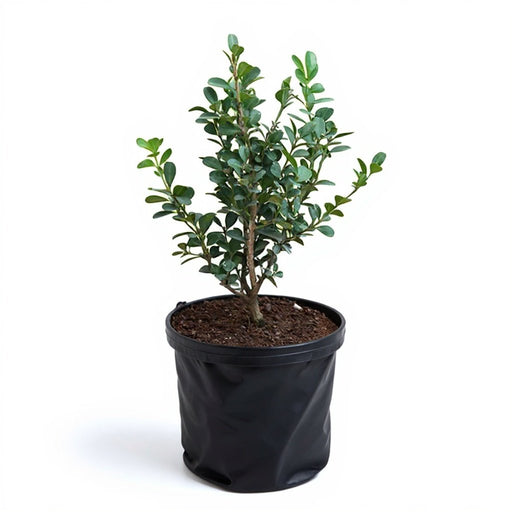 Buxus Microphylla Japonica - 6" Grow bag