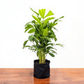 Fishtail Palm - 10" Grow bag