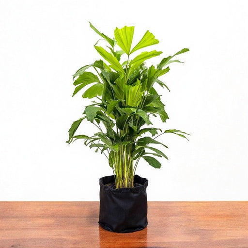 Fishtail Palm - 10" Grow bag