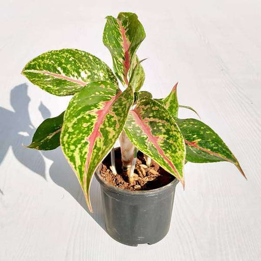 Aglaonema Butterfly - 5" Pot