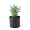 Herb-of-grace - 6" Grow bag
