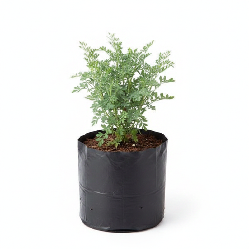 Herb-of-grace - 6" Grow bag