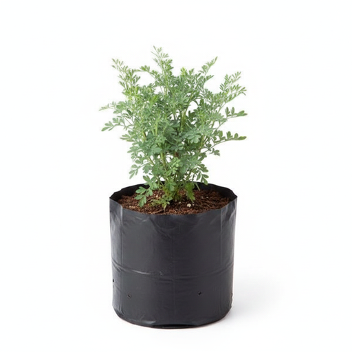 Herb-of-grace - 6" Grow bag