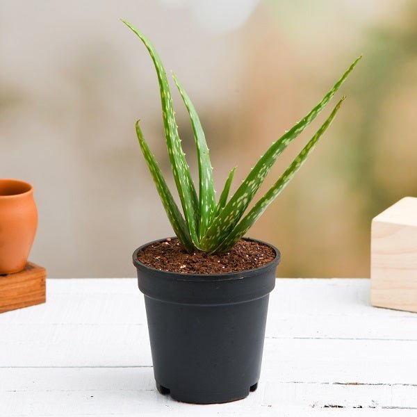 Aloe vera - Succulent - 4" Pot