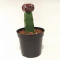 Moon Cactus Maroon - 3" Pot