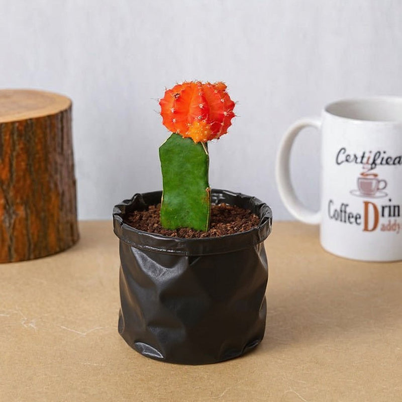 Moon Cactus Pink