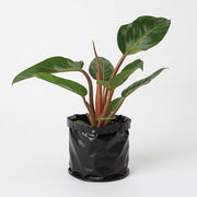 Philodendron Rojo Congo