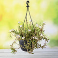 Portulaca White - 8" Hanging basket
