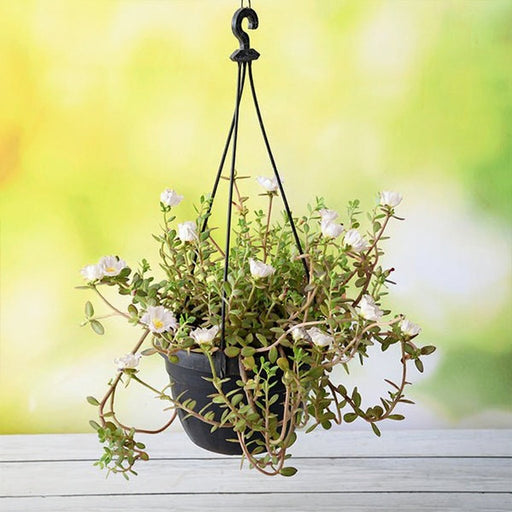 Portulaca White - 8" Hanging basket