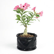 Desert Rose White Double Petal