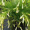 Russelia Firecracker Plant Yellow - 10" Grow bag