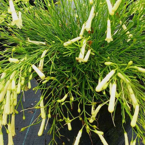Russelia Firecracker Plant Yellow - 10" Grow bag
