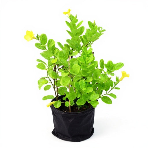 Bush Allamanda - 10" Grow bag