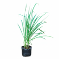 Lemongrass - 10" Grow bag