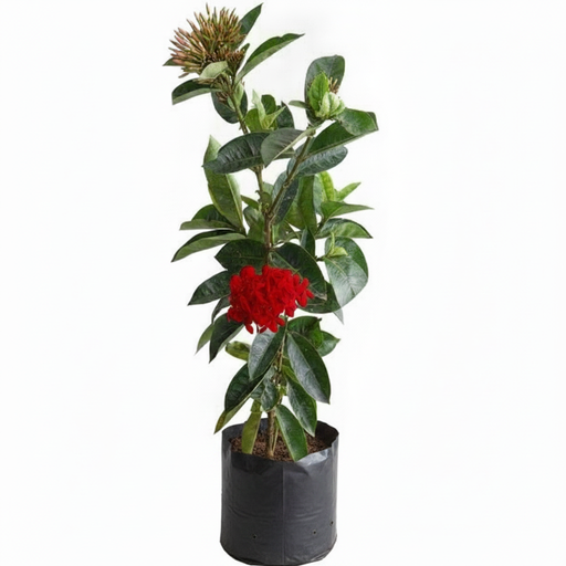 Ixora Red - 10" Grow bag