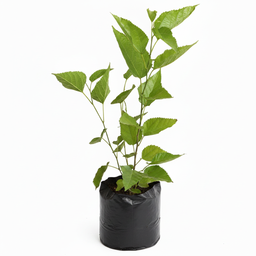 Mulberry Small Leaves - 10" Grow bag