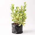 Ficus Safari - 10" Grow bag
