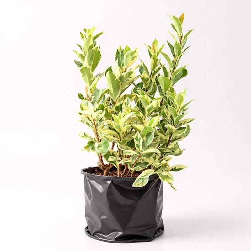 Ficus Safari - 10" Grow bag