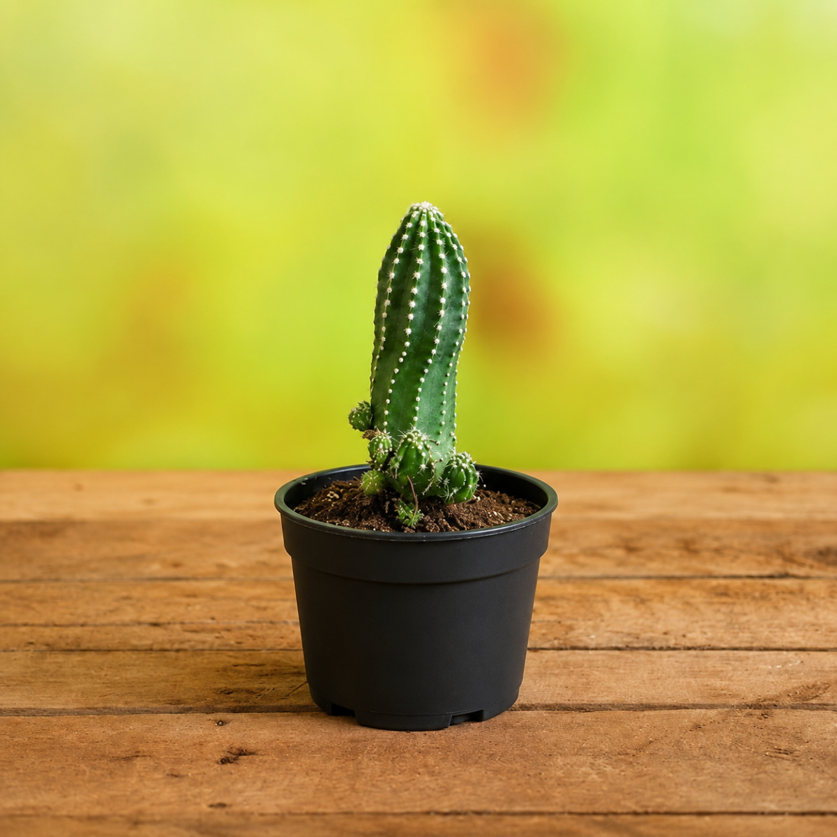 Ornamental Plants
