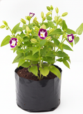 Wishbone Flower Purple - 6" Grow bag