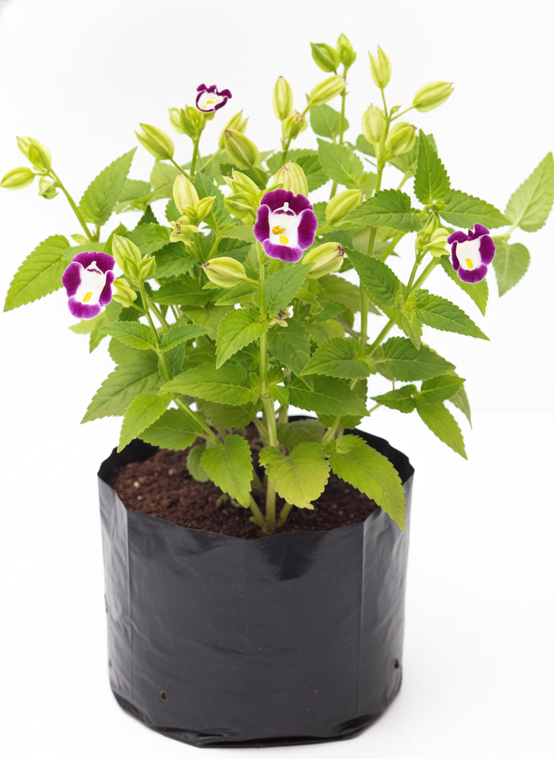 Wishbone Flower Purple - 6" Grow bag