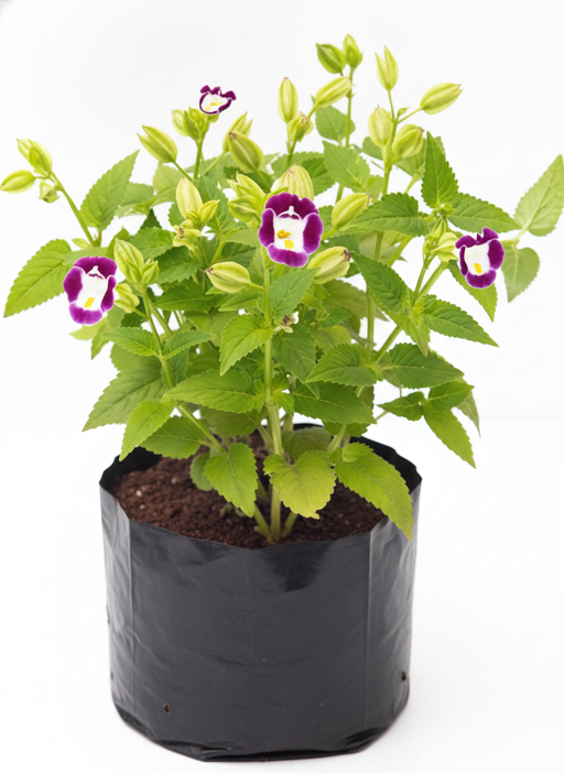 Wishbone Flower Purple - 6" Grow bag
