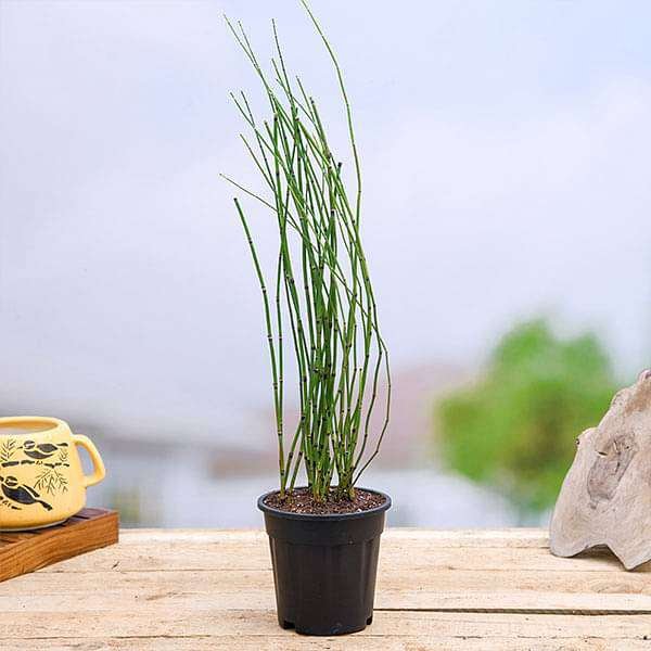 Water Bamboo, Equisetum Black - 6" Pot
