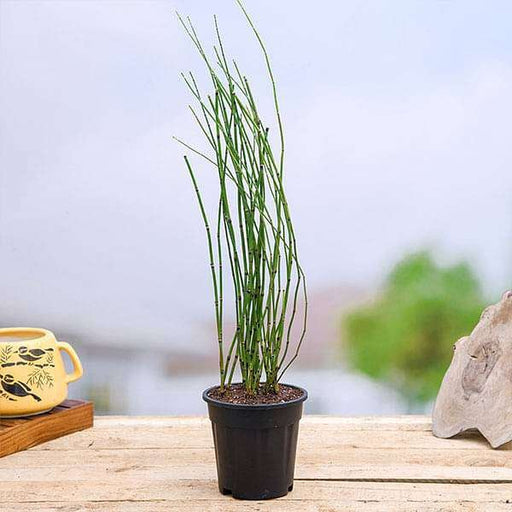 Water Bamboo, Equisetum Black - 6" Pot