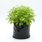 Turtle vine